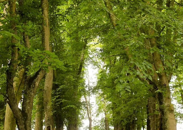 Chateau De Maisonneuve Bed & Breakfast Leigne-les-Bois